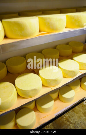 Umläufe von frischem Caerphilly Käse auf Storage Shelves in Pembrokeshire Molkerei Stockfoto