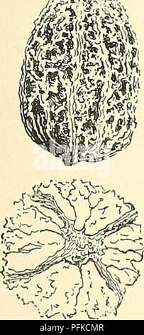 Diese Illustration aus der „Cyclopedia of American Horticulture“ zeigt die Juglans californica oder California Wild Walnut und ihre Anfälligkeit für Walnussbakteriose, eine Krankheit, die die Nüsse, Zweige und Blätter der Walnüsse betrifft. Das Werk enthält Beschreibungen verschiedener Früchte, Gemüse, Blumen und Zierpflanzen in den USA und Kanada und liefert wertvolle Anbautipps für Gartenbauunternehmen. Stockfoto