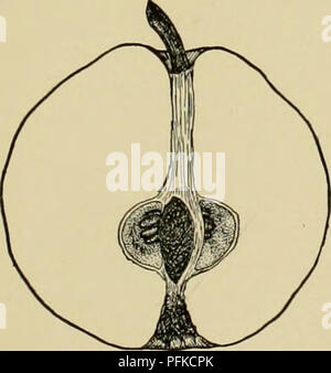 . Cyclopedia von Hardy Früchte. Obst, Obst - Kultur. MISSOURI MAMMUT SMYRNA 109 und, alles in allem, der tnie Meech ist eine bessere Auswahl als die wahre Meister. Es wäre in der Tat schwierig sein, jetzt die Vielfalt wahren Namen zu achten. Meech scheint in den Anbau in Vmeland, New Jersey gewesen zu sein, um die Mitte des neunzehnten Jahrhunderts. Erst einige Jahre später, als in den Händen von Pfr. W. W. Meech, es wurde 1883 verbreitet eingeführt. Baum sehr kräftig, robust, produktiv und 24.02.2004 - relativ frei von Feuerbrand; kommt in der Früh. Blätter gross, breit in propo Stockfoto