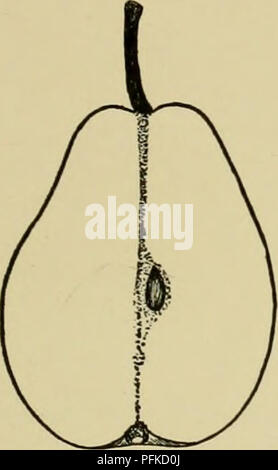 . Cyclopedia von Hardy Früchte. Obst, Obst - Kultur. DOYENNE BOUSSOCK DOYENNE DU COMICE 85 Punkte zahlreiche, kleine, bräunlich-rotbraun; Fleisch gefärbt mit gelben, granulare im Zentrum, zart und Schmelzen, saftig, aromatisch, mit einer lebhaften weinigen Geschmack, Qualität gut; die großen, geschlossenen, axile, mit umklammern Core-Linien; calji-tube Kurze, breite, konisch; Samen groß, breit, lang, mollig, akut. DOYENNE BOUSSOCK. Abb. 80. Bous - Socke. Wenn die Früchte besser in der Qualität waren und immer mehr, diese Vielfalt wäre Rang nehmen unter den besten kommerziellen Sorten, für die Birnen sind nett und die Bäume sind fast perfekt Stockfoto