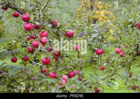 Rote Äpfel am Baum im Orchard Reif, close-up Stockfoto