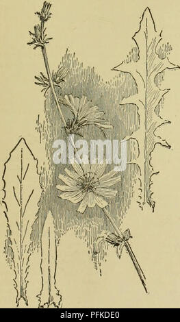 Dieser umfassende Leitfaden beschreibt verschiedene landwirtschaftliche Nutzpflanzen, einschließlich Techniken für den Anbau und die Ernte von Zichorienwurzeln. Sie enthält Informationen über den Anbau von Kulturen wie Rizinusölpflanzen, deren Wachstumsanforderungen und ihre landwirtschaftliche Bedeutung. Die Arbeit bietet Ratschläge zur Auswahl von Erntegut und zur Betriebsführung. Stockfoto