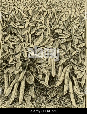 Dieser Eintrag aus der „Cyclopedia of Farm Cultures“ beschreibt die breite Bohne (Vicia faba), ihren Anbau, ihre Verwendung und ihr Ertragspotenzial. Sie bietet praktische Anleitungen zum Anbau von Bohnen und betont die Bedeutung der richtigen Ernte- und Trocknungstechniken, um Qualität zu gewährleisten und Verderb zu verhindern. Stockfoto