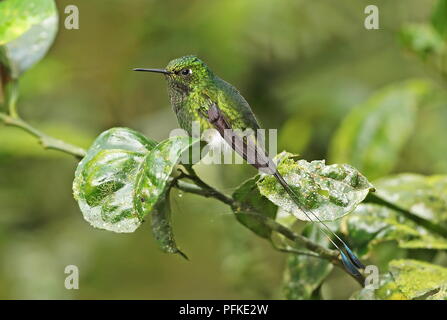 Gebootet Schläger - Schwanz (Ocreatus underwoodii melanantherus) erwachsenen männlichen auf Zweig Nono-Mindo Straße, Ecuador Februar gehockt Stockfoto