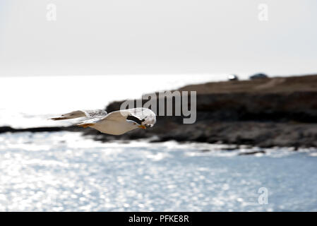 Weiße Möwe im Moment der zu fliegenden Hintergrund des blauen Meer und Felsen. Stockfoto