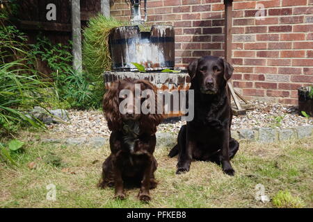 Zwei Schokolade Gewehr Hunde. Stockfoto