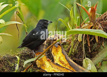 Weiß gesäumten Tanager (Tachyphonus rufus) erwachsenen männlichen Futterstelle Nono-Mindo Straße gehockt, Ecuador Februar Stockfoto