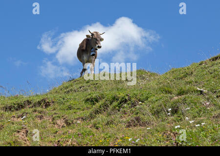 Kuh auf Hochgrat Gipfel in der Nähe von Steibis, Allgäu, Bayern, Deutschland Stockfoto