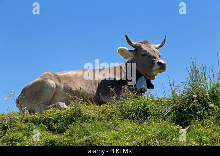 Kuh auf Hochgrat Gipfel in der Nähe von Steibis, Allgäu, Bayern, Deutschland Stockfoto