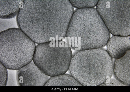 Extreme Makro EPS/Styropor zeigen einige Verbindungen zwischen Polystyrol Granulat (Größe ca. 3-5 mm). Fast Bakterien - wie Gefühl zu Ihnen Stockfoto