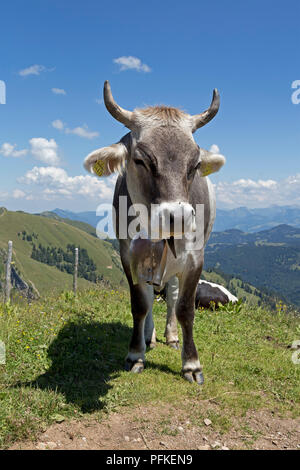 Kuh auf Hochgrat Gipfel in der Nähe von Steibis, Allgäu, Bayern, Deutschland Stockfoto