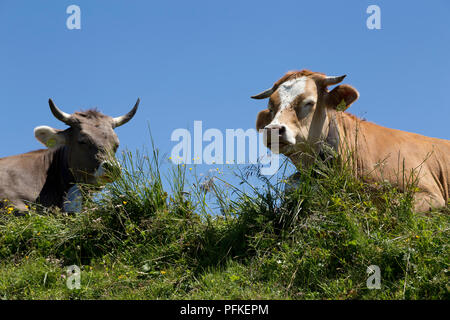 Kühe auf Hochgrat Gipfel in der Nähe von Steibis, Allgäu, Bayern, Deutschland Stockfoto