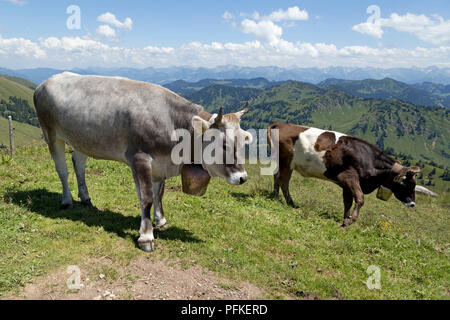 Kühe auf Hochgrat Gipfel in der Nähe von Steibis, Allgäu, Bayern, Deutschland Stockfoto