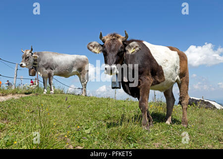 Kühe auf Hochgrat Gipfel in der Nähe von Steibis, Allgäu, Bayern, Deutschland Stockfoto