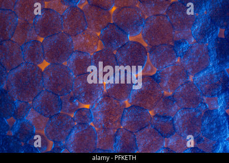 Makro Foto EPS/Styropor zeigen einige Verbindungen zwischen Polystyrol Granulat (Größen ca. 3-5 mm). Fast Bakterien - wie Gefühl zu Ihnen Stockfoto