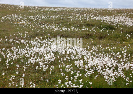 08/15 Baumwolle, auch bekannt als gemeinsame Wollgras, auf Duncansby Head, Caithness, Schottland Stockfoto