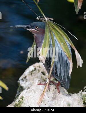 Green Heron Vogels thront auf einem Felsen mit Hintergrund Laub und Rock und einen Vordergrund Zweig mit bokeh Hintergrund in seiner Umgebung und Umgebung Stockfoto