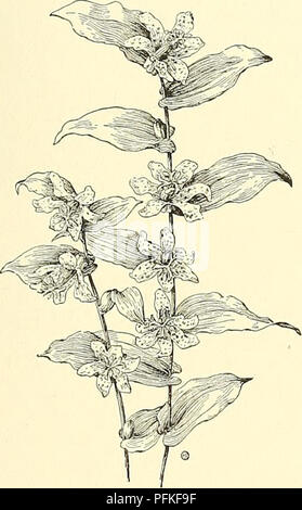 Die Cyclopedia of American Horticulture bietet detaillierte Anbautechniken für verschiedene Gartenbaupflanzen, einschließlich Beschreibungen von Arten wie Trifolium. Es ist eine wichtige Ressource für Gartenbauunternehmen in den USA und Kanada, mit einer umfassenden Abdeckung von Pflanzenarten und besten Anbaumethoden. Stockfoto