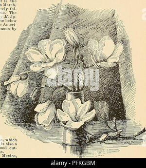. Cyclopedia der amerikanischen Gartenbau, bestehend aus Anregungen für den Anbau von Gartenpflanzen, Beschreibungen der Arten von Obst, Gemüse, Blumen und Zierpflanzen in den Vereinigten Staaten und in Kanada verkauft, zusammen mit geographischen und Biographische Skizzen. Im Garten arbeiten. MAGNOLIA MAGNOLIA 965 kegelförmige Früchte werden oft rosa oder Scharlach und sehr dekorativ. Die meisten tlie sommergrünen Arten sind ziemlich robust, zumindest in geschützten Positionen, so weit nördlich wie northernN. Y und Masse. und M. acuminata, Kobus und stellata auch weiter im Norden, während M. Gamgybelli die Ausschreibung ist. Von th Stockfoto