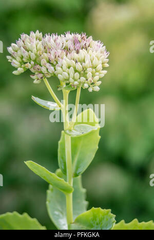 Nahaufnahme der Karde Blume Stockfoto