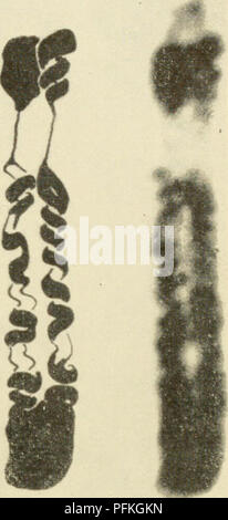 . Zytologie. Zytologie.  ^. Abbildung 7-1. Erläuternde Zeichnung und Photomicrographs der Metaphase Chromosom von Allium Root Tipp aus der Natur und die Richtung der Spule - ing in Schwesterchromatiden. (Von Wilson, G. und Coleman, S. G., 1952. "Die Ontogenese des Chromosoms und Chromonema Spiralen. Eine Neubewertung, "Cytologia, 17. Abbn. 1 und 2, Platte IV.) Die vollständigste Hypothese der torsion Schule hat Ad von Darlington Advanced (1937). Kurz gesagt, seine Idee ist, dass eine molekulare Spule durch Torsion entsteht eine interne Spule in die entgegengesetzte Richtung, die in der Meiose produziert die m Stockfoto