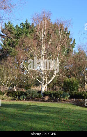 Betula utilis var jacquemontii Jermyns Stockfoto