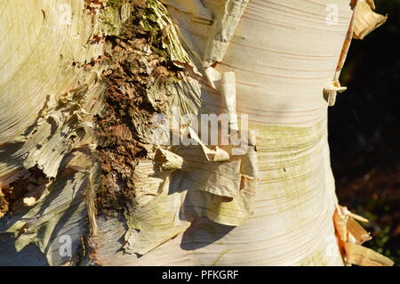 Betula utilis var jacquemontii Jermyns Stockfoto