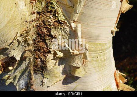 Betula utilis var jacquemontii Jermyns Stockfoto