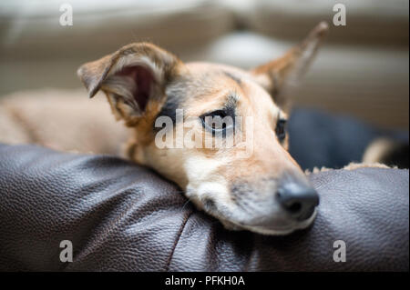 Gemischt - der Rasse Hund Kopf auf Leder Sitzkissen, close-up Stockfoto