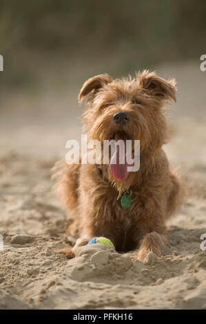 Erschöpft mongrel Hund liegend auf Sand mit Ball am Fuß, keuchend Stockfoto