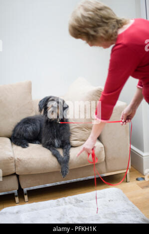 Frau ziehen an Leitung von mongrel Hund liegend auf dem Sofa, die auf PET-Kissen auf dem Boden, wo sie will, dass der Hund zu bewegen Stockfoto