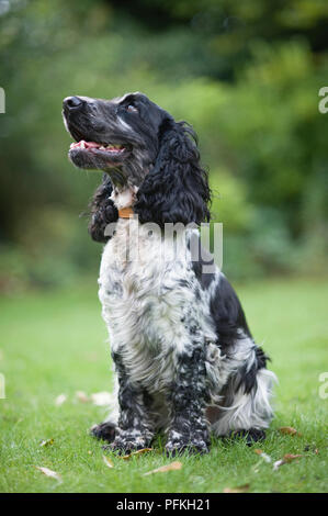 Cocker Spaniel auf einer Wiese sitzen sah, close-up Stockfoto