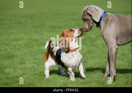 Beagle und Weimaraner reiben Nasen, close-up Stockfoto