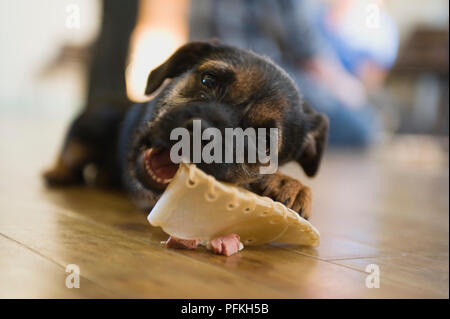Mixed breed Puppy beißen auf Spielzeug chew, Nahaufnahme, Ansicht von vorne Stockfoto