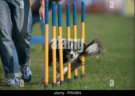 Border Collie weben in und aus Polen beim Agility Wettbewerb Stockfoto