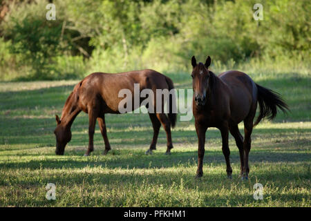 Argentinien, Chaco, Parque Nacional Chaco, zwei Pferde im Feld Stockfoto