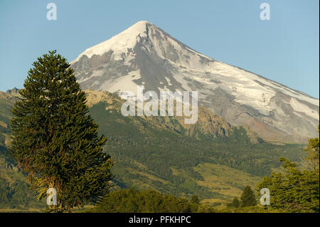 Argentinien, Parque Nacional Lanin, Blick auf den Vulkan Lanin mit Monkey Puzzle Tree in den Vordergrund Stockfoto