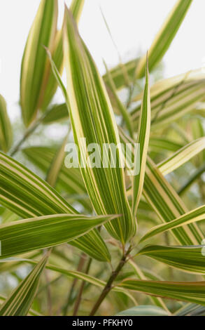 Grün und Gelb Bambusblätter, close-up Stockfoto