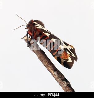 Garden Tiger Moth (arctia Caja), hocken auf einem Zweig, Nahaufnahme, Seite, Ansicht Stockfoto
