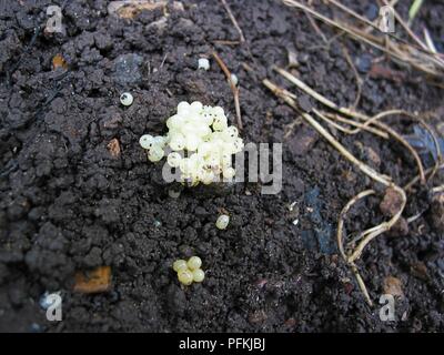 Eier von Garten Schnecke (Helix aspersa) auf nassem Boden
