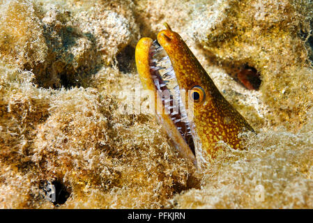 Tiger Moray, Fangtooth Moray (Enchelycore anatina), Porträt, Insel Fuerteventura, Kanarische Inseln, Spanien Stockfoto