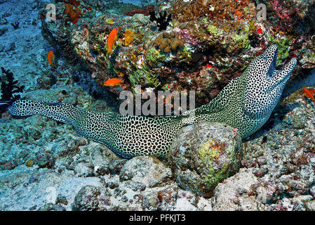 Honeycomb Muränen oder Geschnürte Moray (Gymnothorax favagineus) im Coral Reef, Malediven Stockfoto