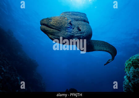 (Gymnothorax Riesenmuraene javiancus), frei beschäftigt mit, Hurghada, Aegypten | Giant Moray (Gymnothorax javiancus), gratis Schwimmen, Hurghada, Ägypten Stockfoto