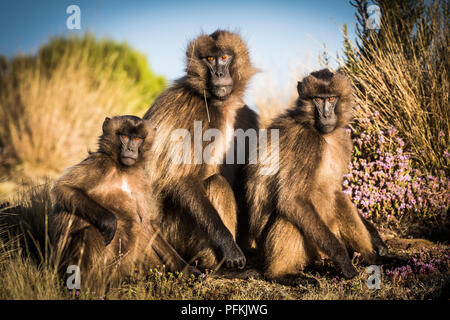 Gelada Baboons im Simien Mountains National Park, Äthiopien, Afrika Stockfoto