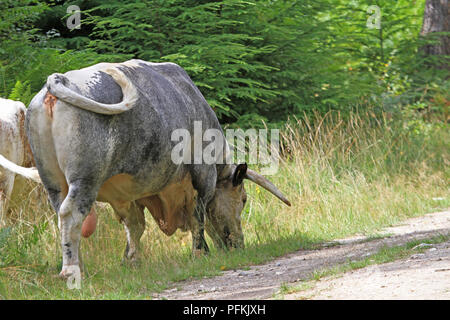 English Longhorn-Rinder Stockfoto