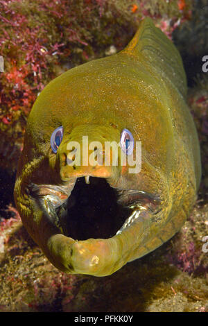 Panamic grüne Muränen oder Kastanie Moray (Gymnothorax castaneus), San Benedicto Island, Revillagigedo Inseln, Socorro, Mexiko Stockfoto