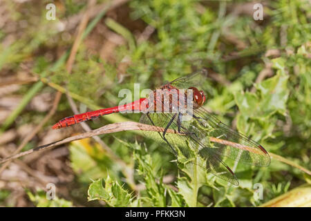 Männliche Ruddy Darter (Sympetrum sanguineum) Stockfoto