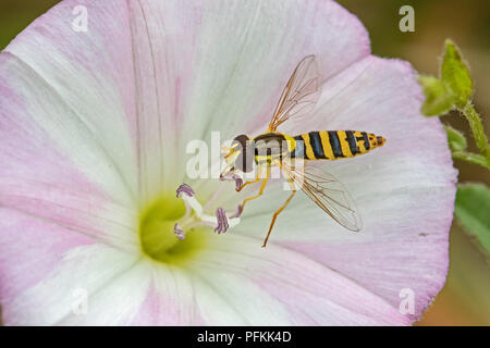 Weibliche Hoverfly (Sphaerophoria scripta) Fütterung auf Acker-winde Stockfoto