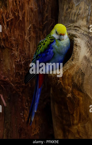 Blass vorangegangen Rosella ruht in einem Baum Stockfoto