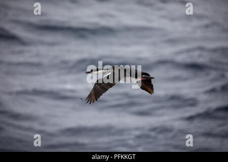 An einem sonnigen Tag ein Vogel ist auf der Suche nach etwas Nahrung Stockfoto